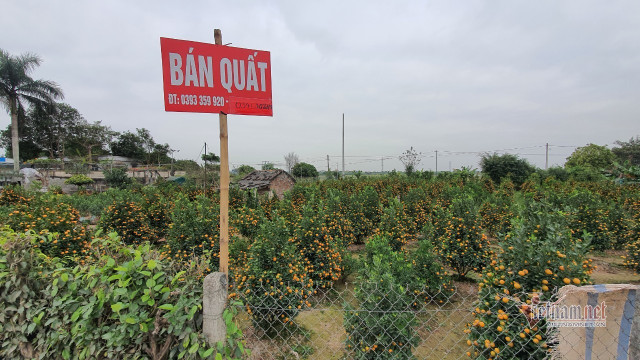 Đào quất Tết nằm yên ắng, khách hủy kèo, bỏ cọc cả vườn - Hình 5 Dao quat Tet nam yen ang, khach huy keo, bo coc ca vuon-Hinh-5