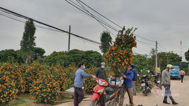 Đào quất Tết nằm yên ắng, khách hủy kèo, bỏ cọc cả vườn - Hình 11 Dao quat Tet nam yen ang, khach huy keo, bo coc ca vuon-Hinh-11