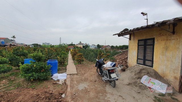 Đào quất Tết nằm yên ắng, khách hủy kèo, bỏ cọc cả vườn - Hình 10 Dao quat Tet nam yen ang, khach huy keo, bo coc ca vuon-Hinh-10
