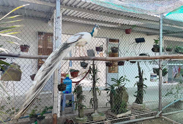 Lá cây thay tiền, đến chợ này mua đồ ăn không lo tốn kém - Hình 2 La cay thay tien, den cho nay mua do an khong lo ton kem-Hinh-2