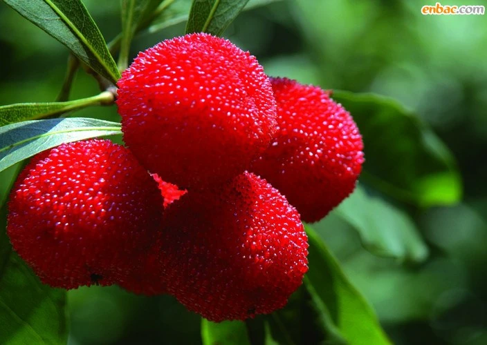 Quả thanh mai rừng đang cực “sốt” có tốt cho sức khỏe?