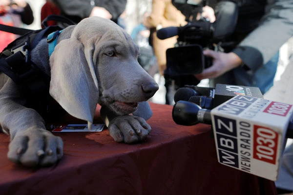 Khi những chú chó được “lên sóng” toàn thế giới