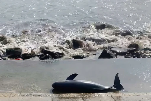 Nhiều 'quái ngư' từng dạt vào bờ gây xôn xao