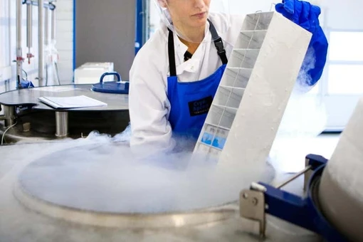 Phục hồi não chuột đông lạnh thành công, hứa hẹn tạo đột phá lớn