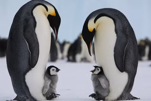 Chim cánh cụt hoàng đế được đưa vào danh sách nguy cấp