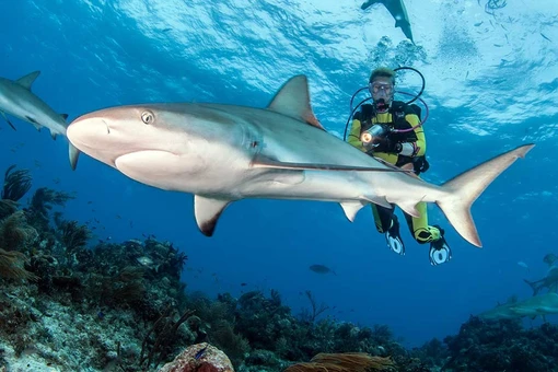 Vì sao nhiều cá mập nhiễm cocaine và dược phẩm trong máu?