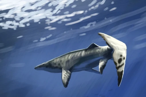 'Thủy quái' khổng lồ, chưa từng biết đến, được tìm thấy ở Morocco