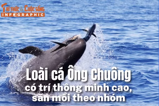 [INFOGRAPHIC] Loài cá Ông Chuông quý hiếm có trí thông minh cao