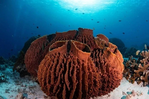 Nhờ 'hóa thạch hóa học', chuyên gia giải mã động vật đầu tiên trên Trái đất