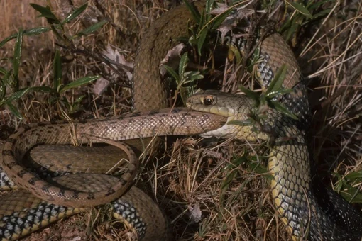 Rắn tiến hóa như thế nào để ăn thịt đồng loại?