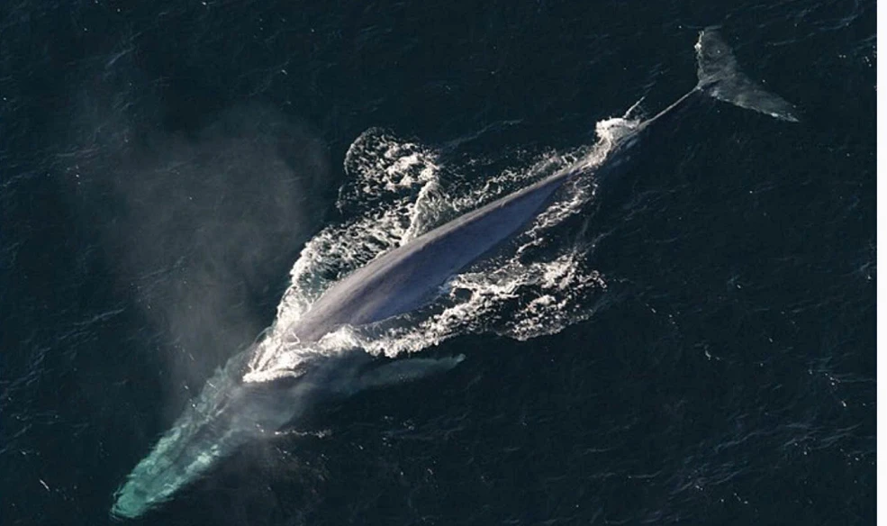 Top 7 động vật lớn nhất hành tinh, số 1 cực đáng gờm