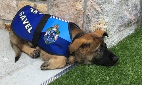 Chú chó cảnh sát bị sa thải vì thích làm quen người lạ