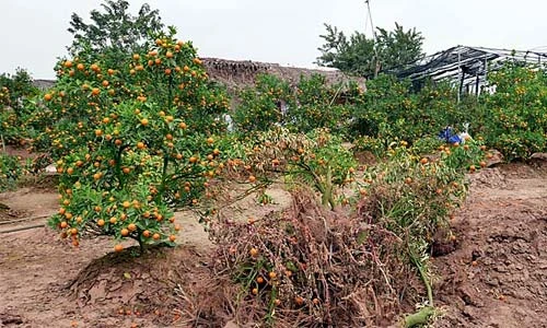 Quất Tết chết khô, chất đống bên đường Hà Nội