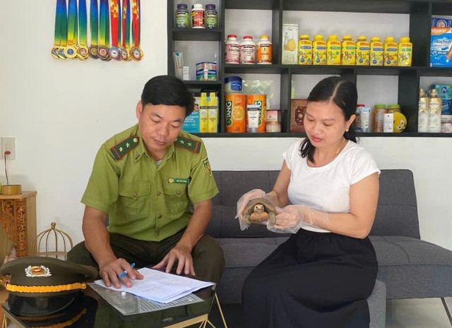Cá thể rùa núi vàng được chị Dung bàn giao cho lực lượng kiểm lâm. 0133f5e2-d7b9-4be5-8ad9-f109b49cca19.jpg