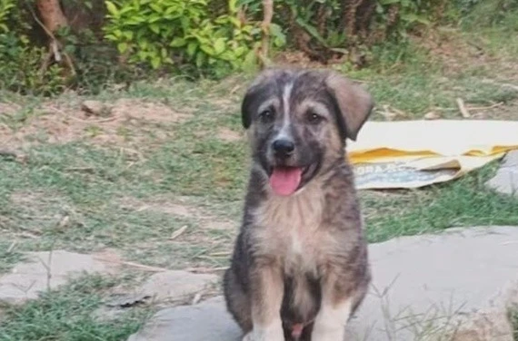 "Thần thú" cứu cả làng khỏi thảm họa sạt lở đất kinh hoàng