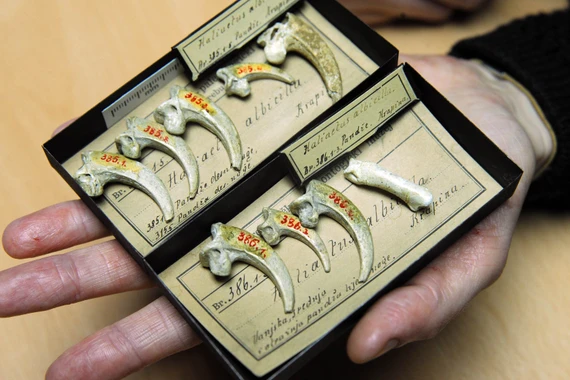Người Neanderthal 130.000 năm trước biết làm trang sức cực tinh xảo