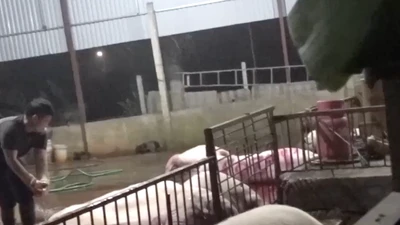Hà Nội chất vấn "nóng" về lò mổ không dán tem vệ sinh thú y