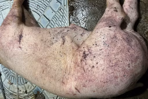 Công ty Cường Phát bán thịt lợn bệnh cho trường học Hà Nội bị khởi tố