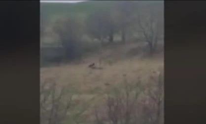 Cặp đôi kinh ngạc khi nhìn thấy "sinh vật màu đen to lớn" tại khách sạn