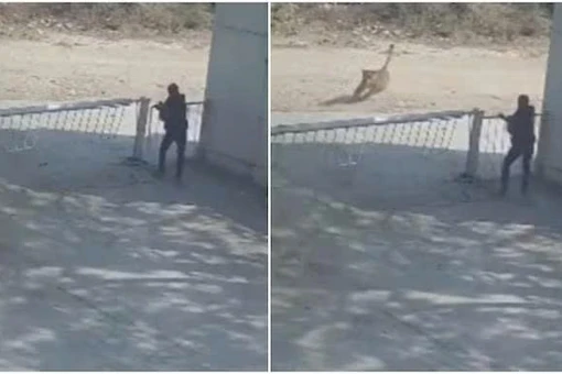 Bảo vệ thoát chết trong gang tấc khi sư tử đuổi theo chó đến cổng nhà máy