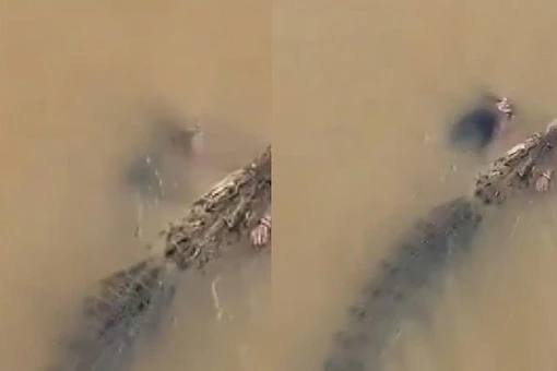 Người phụ nữ bị cá sấu kéo đi dưới nước, nhân chứng la hét bất lực