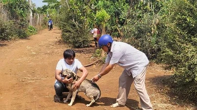 Nam thanh niên tử vong sau 20 ngày bị chó cắn