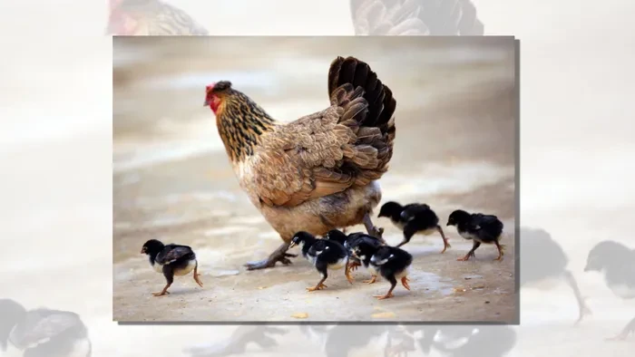 Loài gà quý hiếm nhất Việt Nam: Tưởng chỉ có trong truyền thuyết!