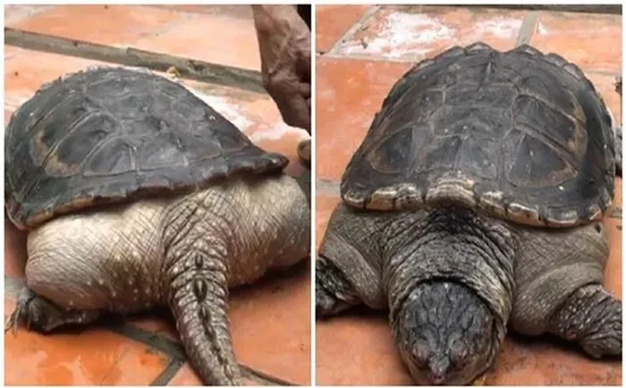 Top “dị thú” bất ngờ lộ diện ở Việt Nam, số 7 sẽ khiến bạn mất ngủ!