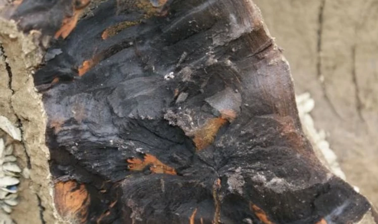 Đào trúng "khúc gỗ lạ", công trường lập tức dừng thi công