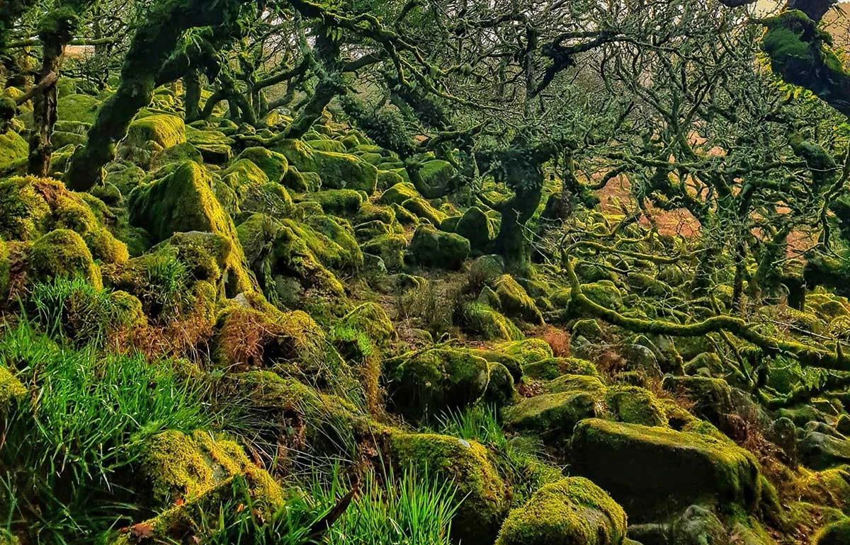 Vẻ đẹp đốn tim của những khu rừng bí ẩn nhất thế giới