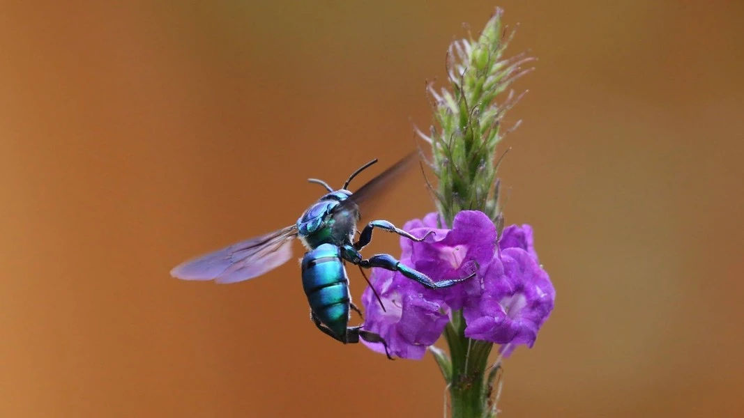 Chiêm ngưỡng loài ong đỏm dáng nhất thế giới