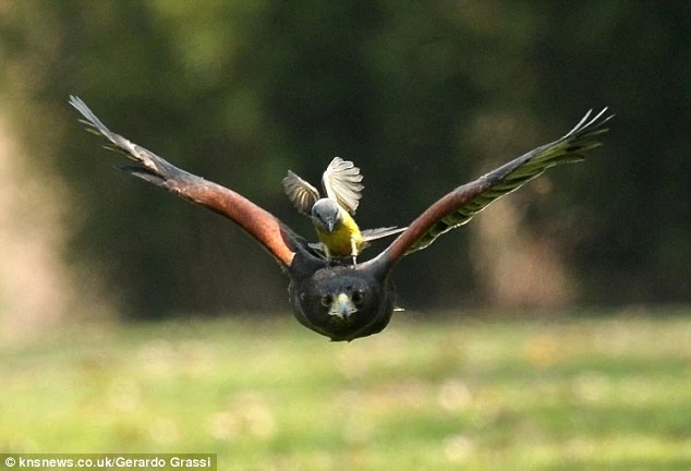 Loài chim săn mồi cực khét, diều hâu cũng phải chào thua