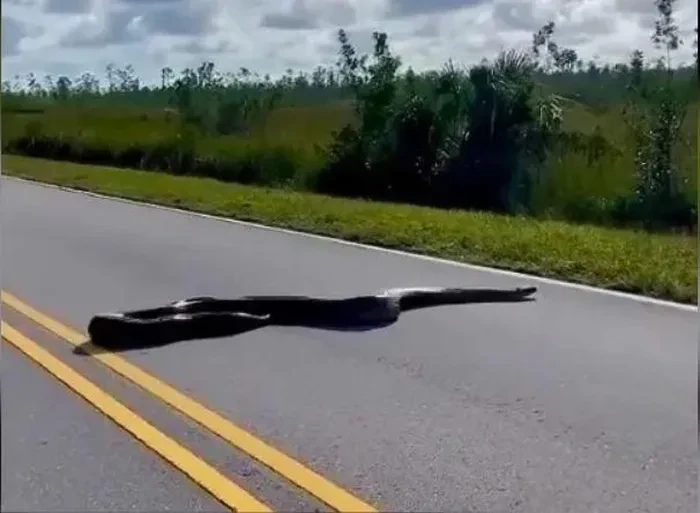 Đang đi du lịch, sốc nặng khi bị 'quái thú' chặn đường