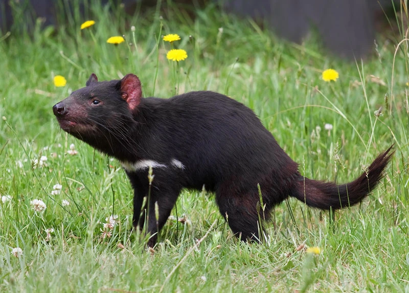 Hỗn loạn quỷ Tasmania chui vào gầm giường nhà dân ở Australia