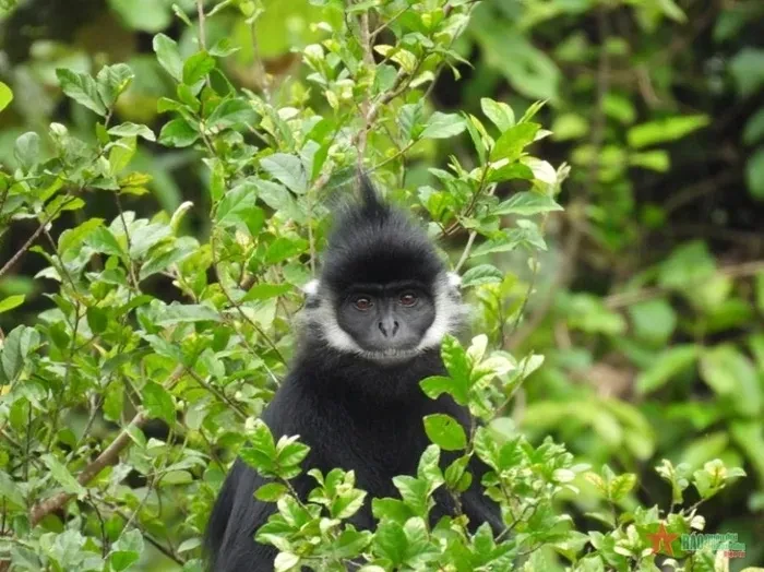 Voọc gáy trắng xuất hiện ở Quảng Bình là loài cực quý hiếm