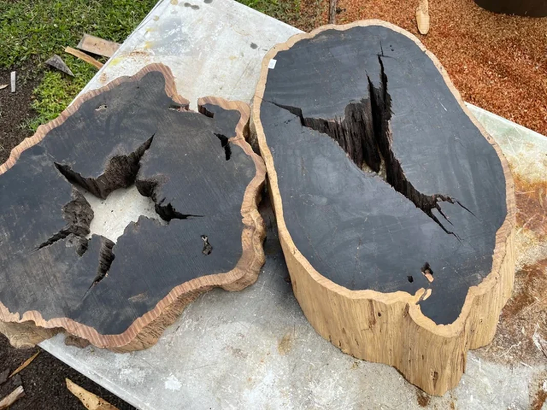 Loại gỗ đen "giá chát" nhất hành tinh, 60 năm mới trưởng thành 