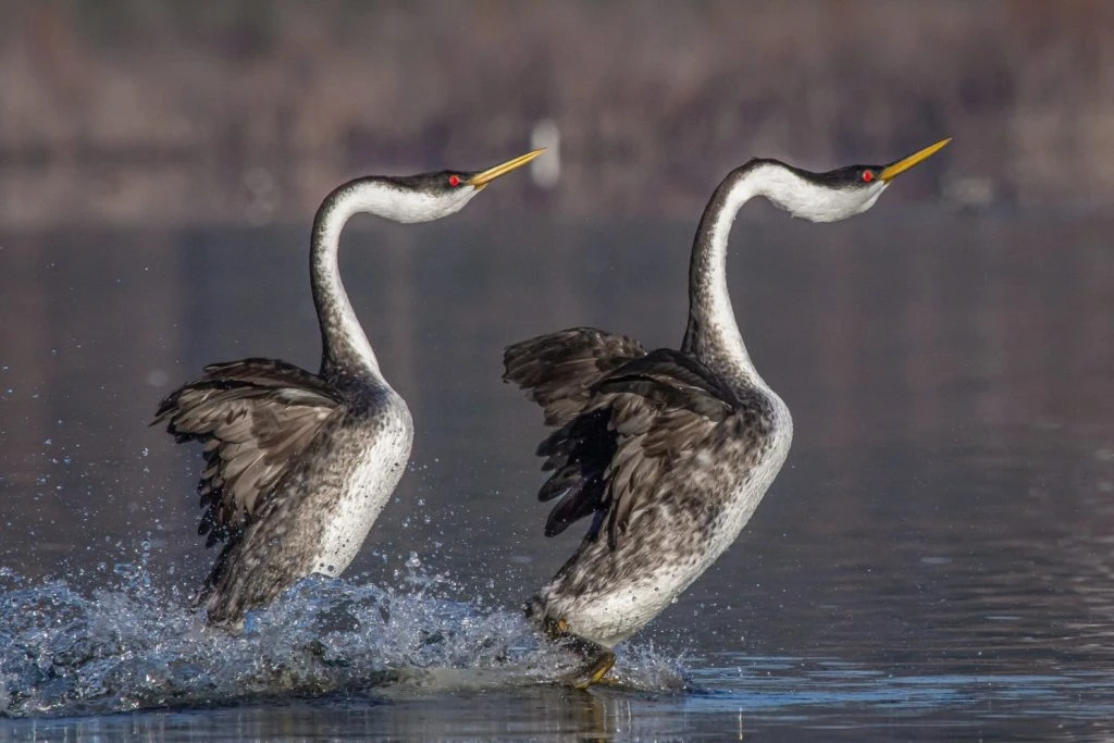 Độc đáo loài chim duy nhất có khả năng chạy trên mặt nước
