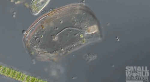 Lacrymaria olor có thể sinh sản hữu tính với mỗi cá thể giả định một trong hai loại giới tính tại các thời điểm khác nhau trong ngày.