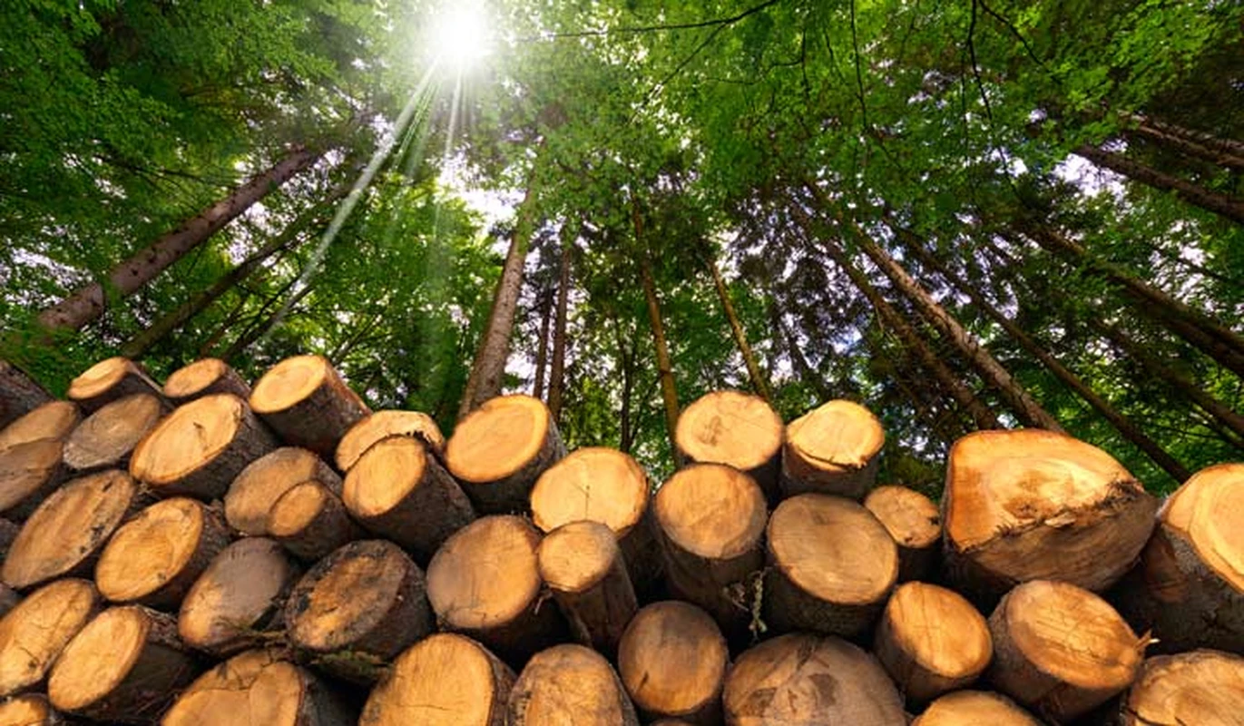 Loại gỗ quý hiếm hơn "vàng lộ thiên", chỉ duy nhất một nơi có 