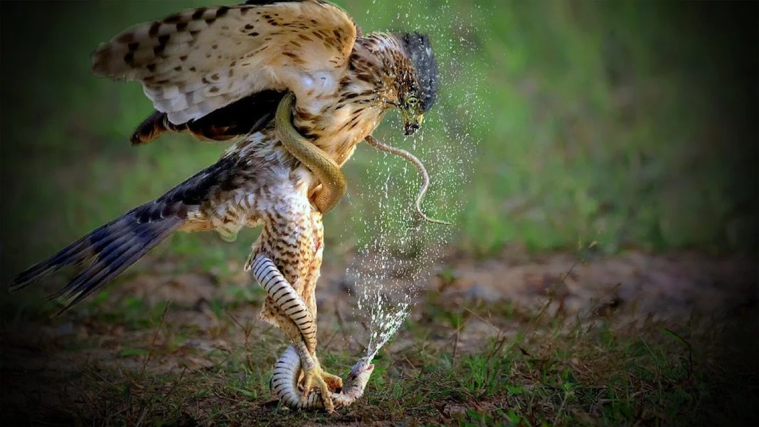 Cận cảnh loài chim quý trong Sách Đỏ Việt Nam, săn rắn “thành thần”