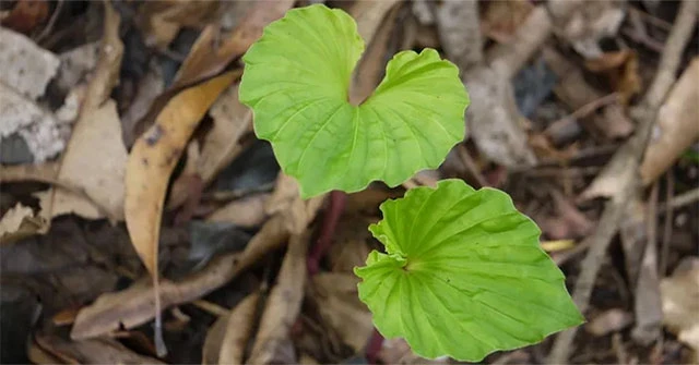 Loài cây một lá quý hiếm ở Việt Nam, cả thế giới săn lùng