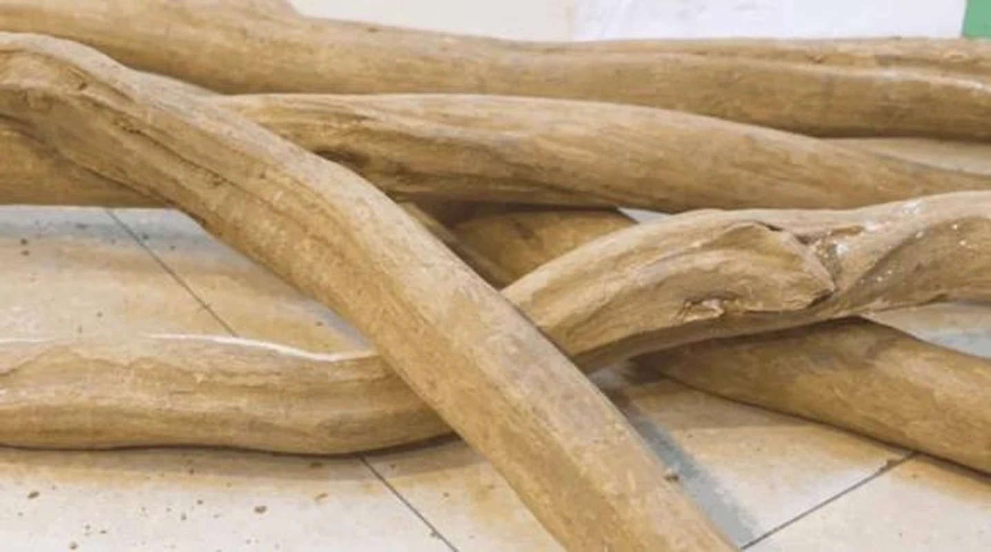 Loài gỗ “huyền thoại” ở Việt Nam, giới thượng lưu ráo riết lùng