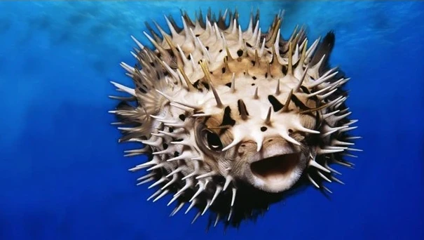 8 loài cá nguy hiểm nhất hành tinh... ám ảnh nhất loài ở Việt Nam! 