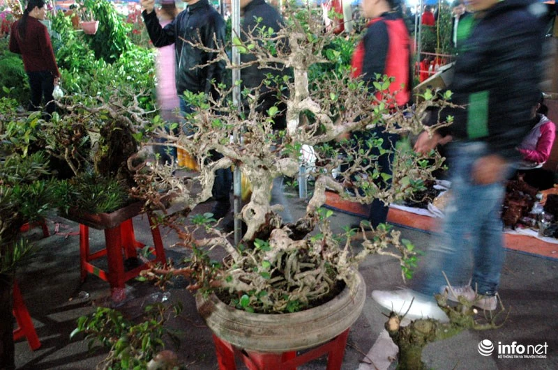 Chiêm ngưỡng cây cảnh độc đáo giá bạc triệu ở chợ Viềng