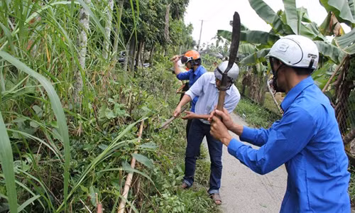 Rùng mình loạt côn trùng, sinh vật lạ “tấn công” dân Việt