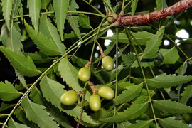 Sự nguy hiểm và những công dụng khó ngờ của cây xoan