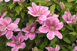 Sự thật về loài hoa đẹp mang tên ông lão gây sốt