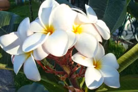 Sự thật gây sửng sốt về cây hoa sứ