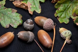 Điều bất ngờ về cây sồi phảng độc đáo ở Việt Nam