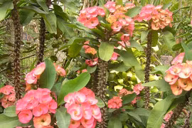 Loài hoa xương rồng nở hoa cực đẹp, nhưng dễ gây bỏng da